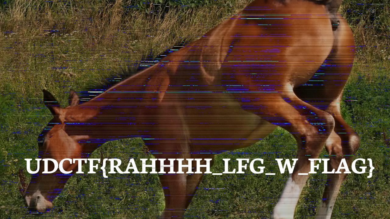 “Picture of a horse, and the flag UDCTF{RAHHHH_LFG_W_FLAG}”